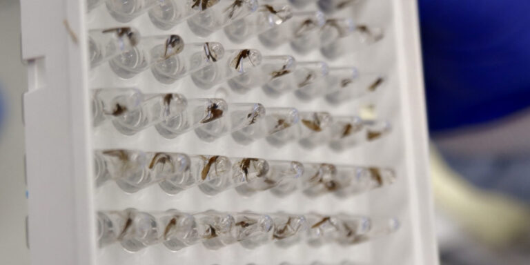 Mosquitoes in plates